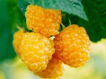 Malina Golden Queen (żółta)