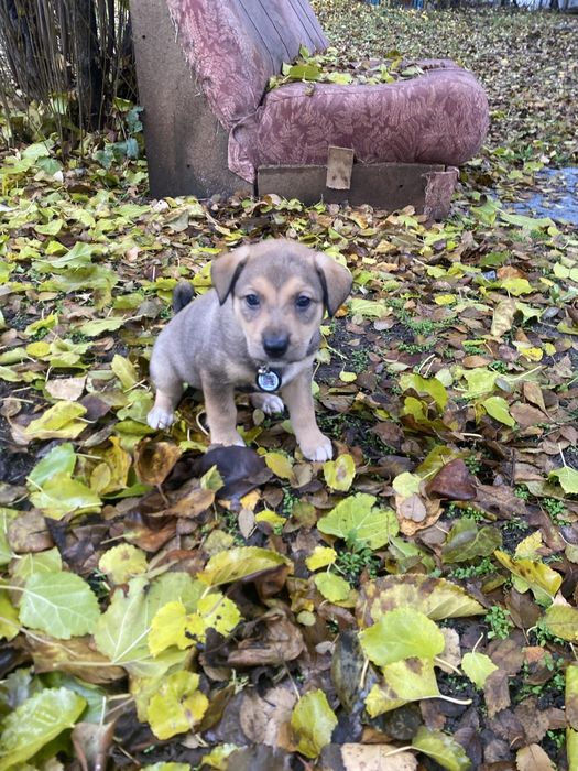 Хлопчики в добрі ручки