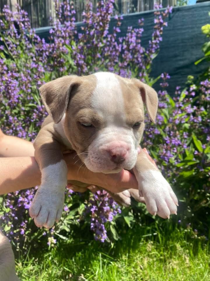 American Bully ABKC.