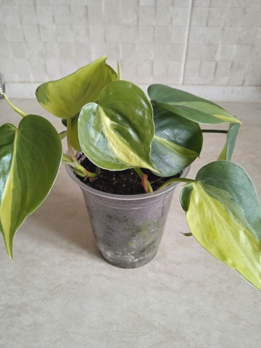 Філодендрон Бразил.