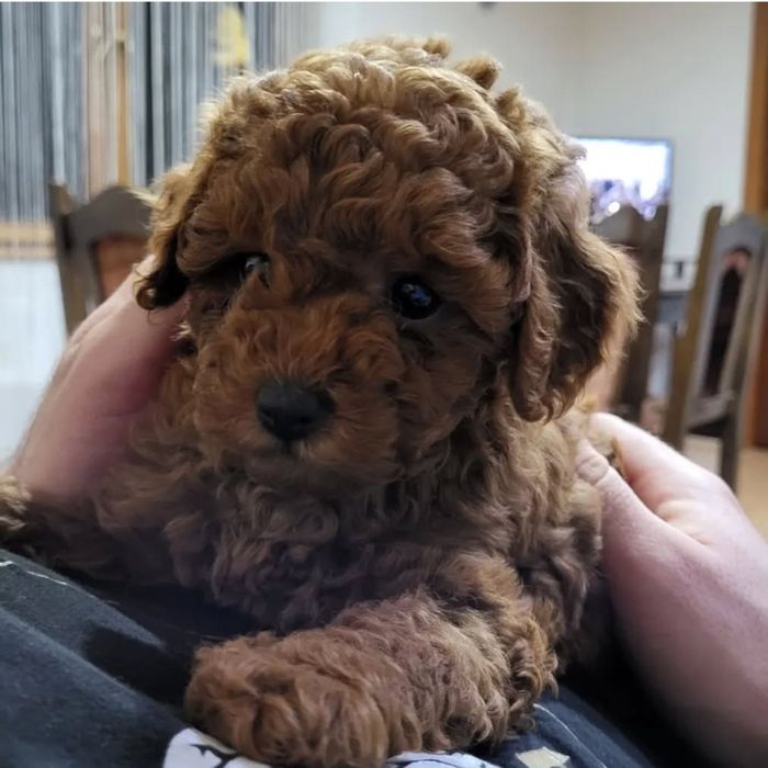 Той пудель  малиш .