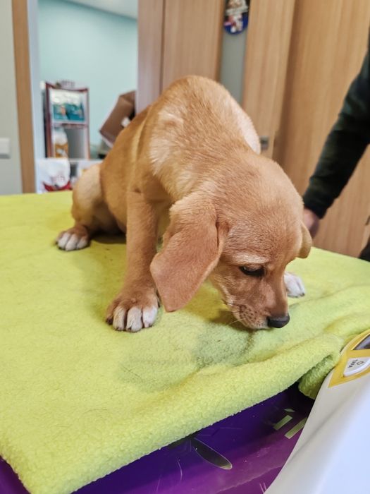 Dou cachorros porte médio