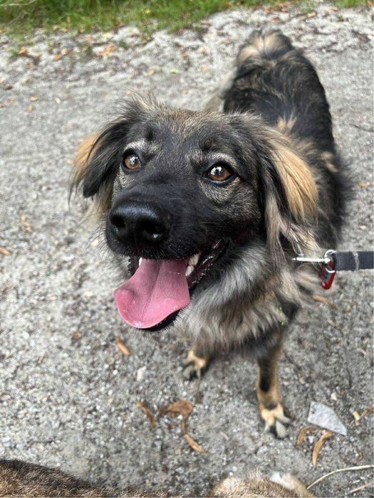 Baksiu - mały uroczy pies do adopcji