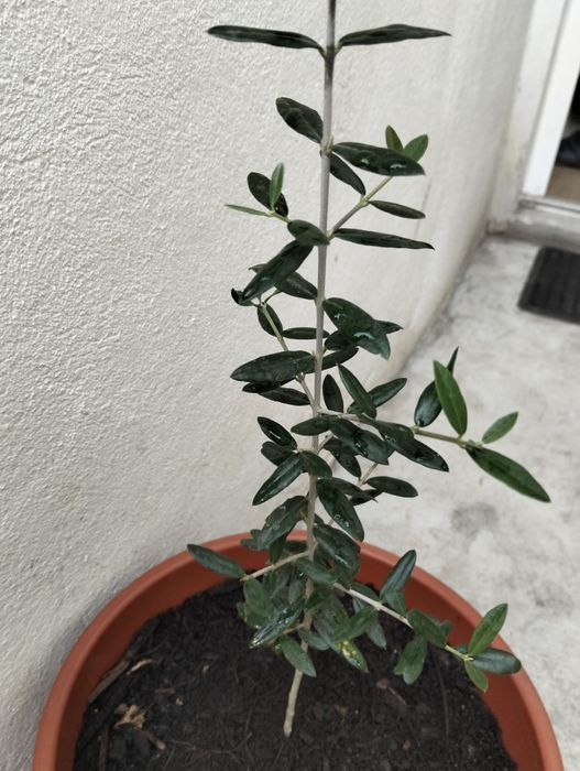Oliveira em vaso