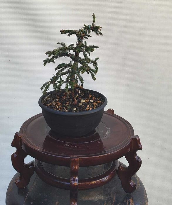 Pre Bonsai świerk gwiazdkowy