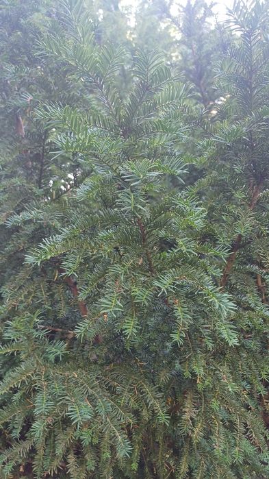 Gałązki drzew iglastych-stroisze