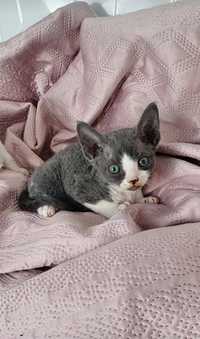 Devon Rex