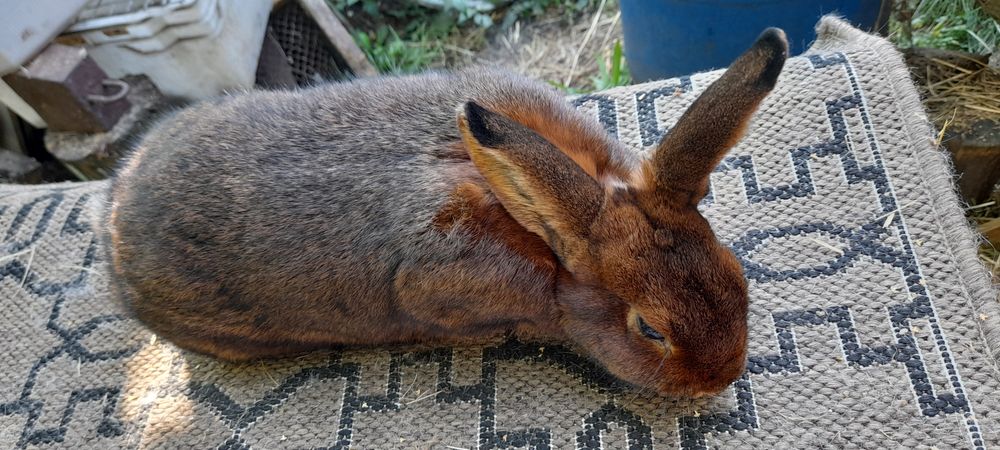 Króliki  rasy Deilenaar, Roński, Srebrzysty hawana