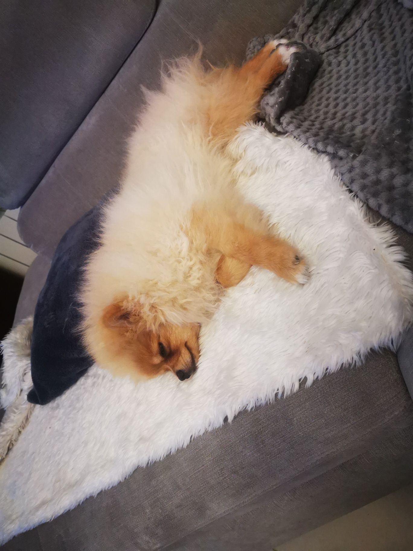 Pomeranian szpic miniaturowy śliczna dziewczynka 5 miesięcy