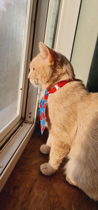 Рожевий котик Персушка