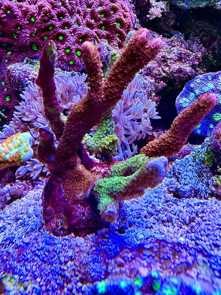 Montipora Red Devil