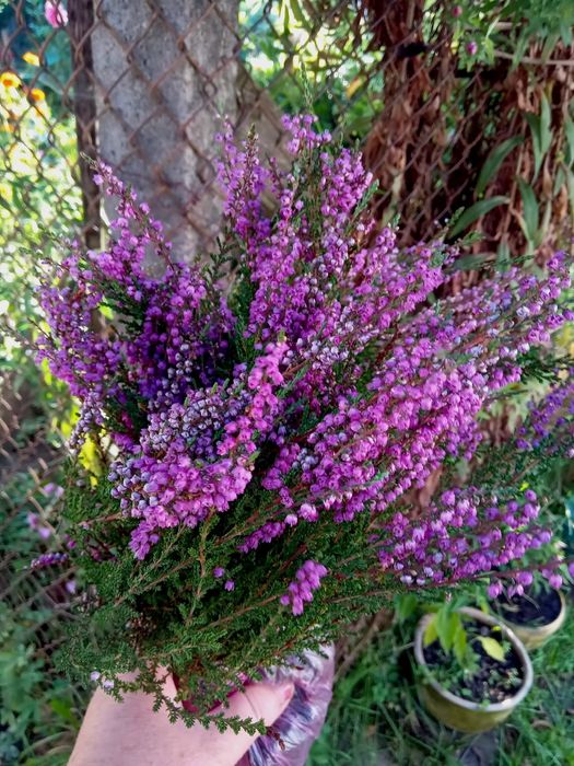 вереск звичайний