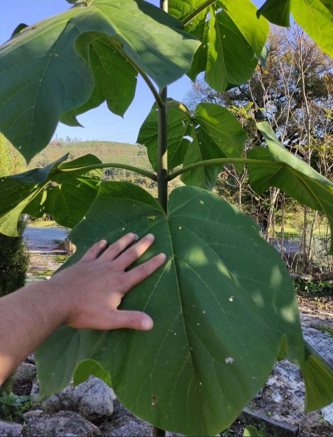 Paulownia elongata, paulonia árvore, planta ENTREGAMOS EM TODO O PAÍS