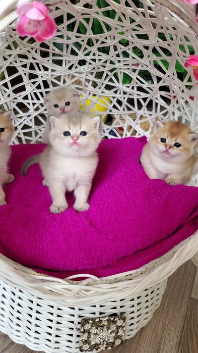 Нежненькие и ручные малыши золотая шиншилла