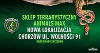 Świerszcz domowy - Acheta domesticus - świerszcze karmowe