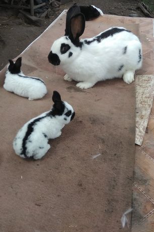 Кролики строкачі молодняк