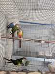 Pyrrhuras Molie Pineapple, hypoxantha e azul
