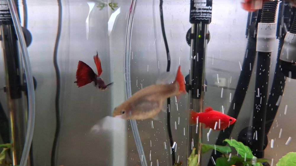 Guppy's Machos para venda