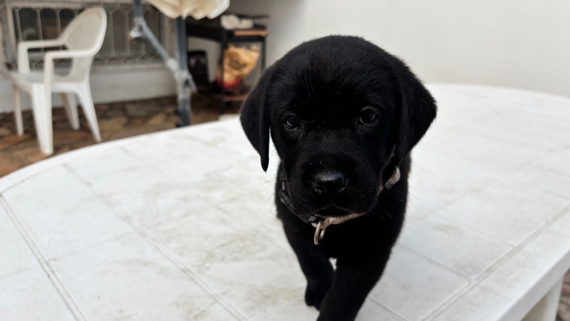 Labrador femea com Lop