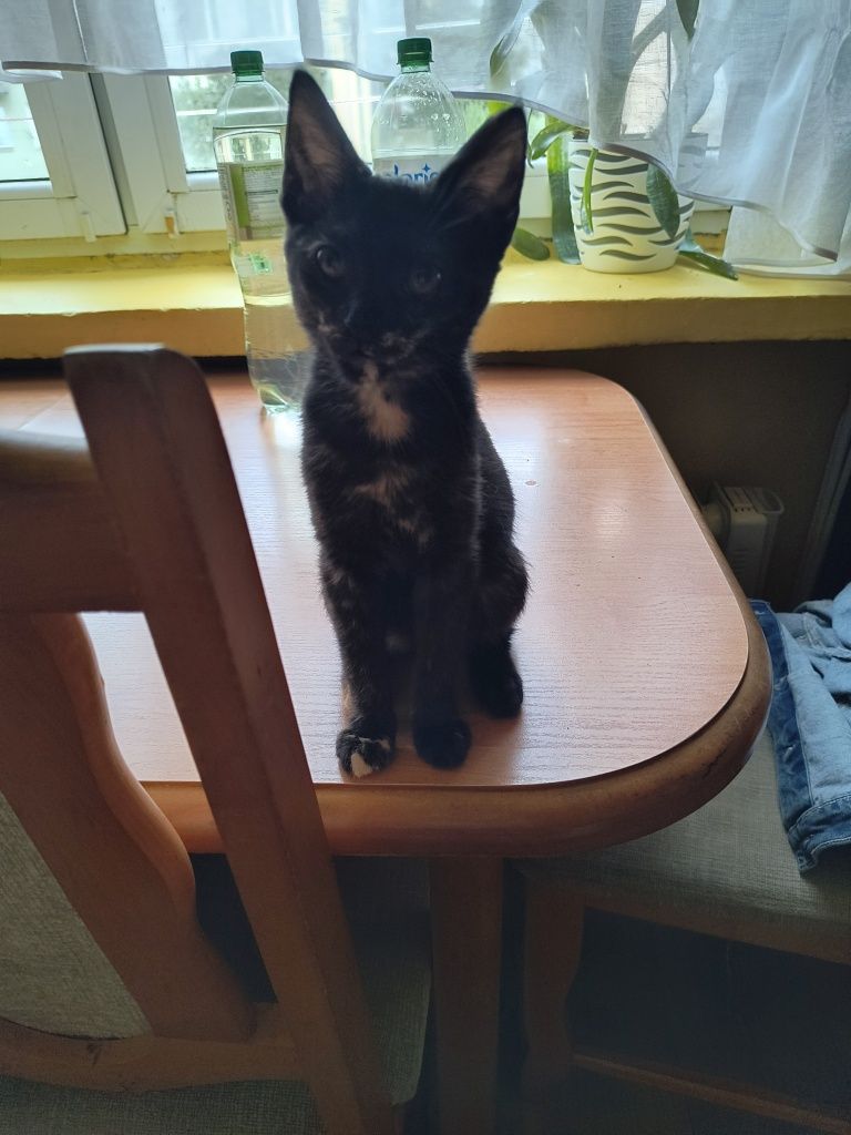 Oddam kotkę 4 miesięczną pilne