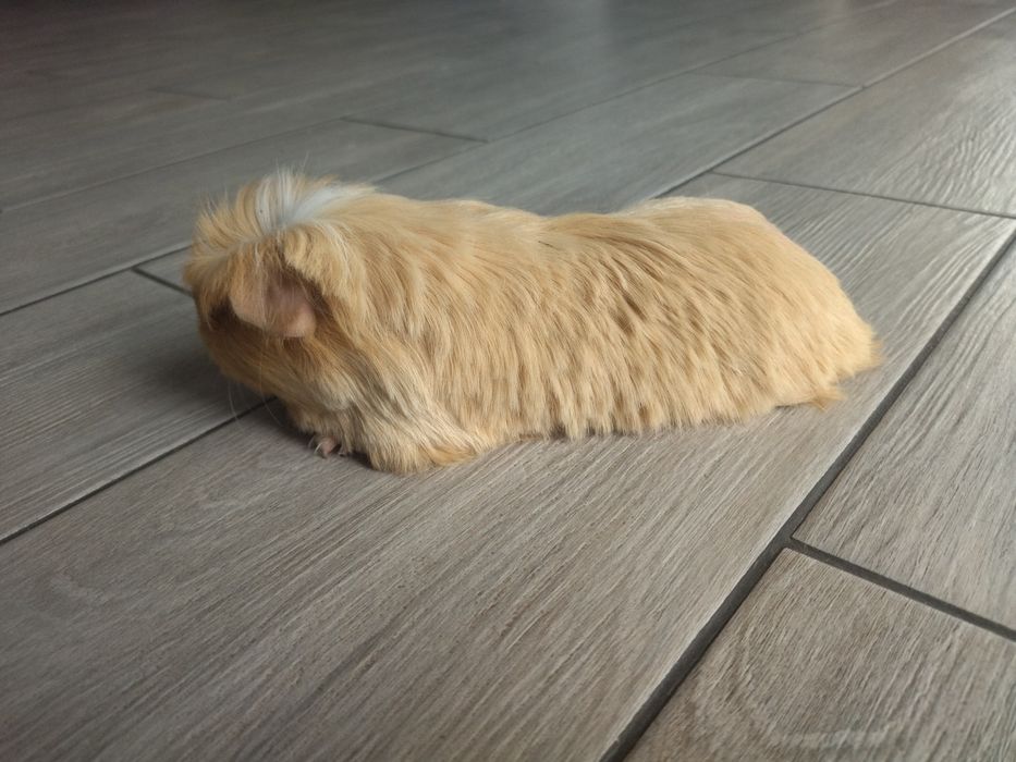 Довгошерстна морська свинка Коронет з розплідника з родоводом