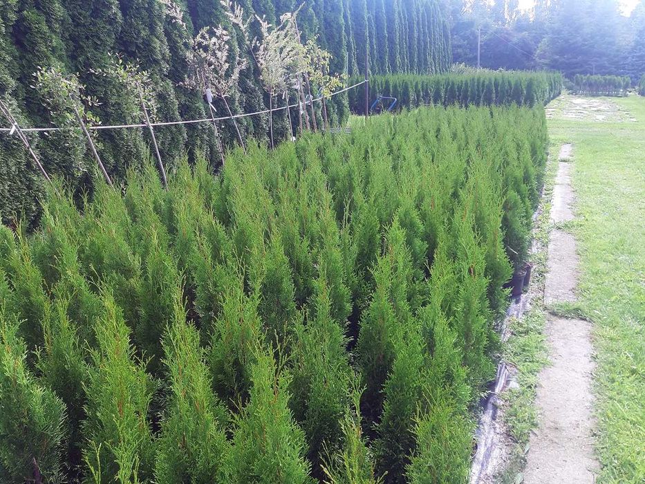 Tuja Szmaragd Szmaragdowa Tuje Szmaragdy 90CM Wys hodowane w doniczce