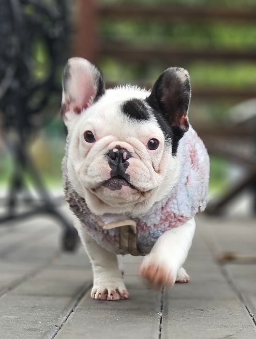 Buldog Francuski