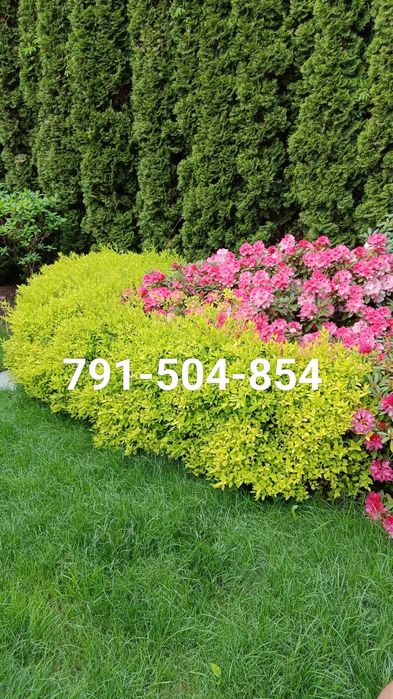 Usługi Ogrodnicze Warszawa i okolice. Wolne terminy listopad-grudz.