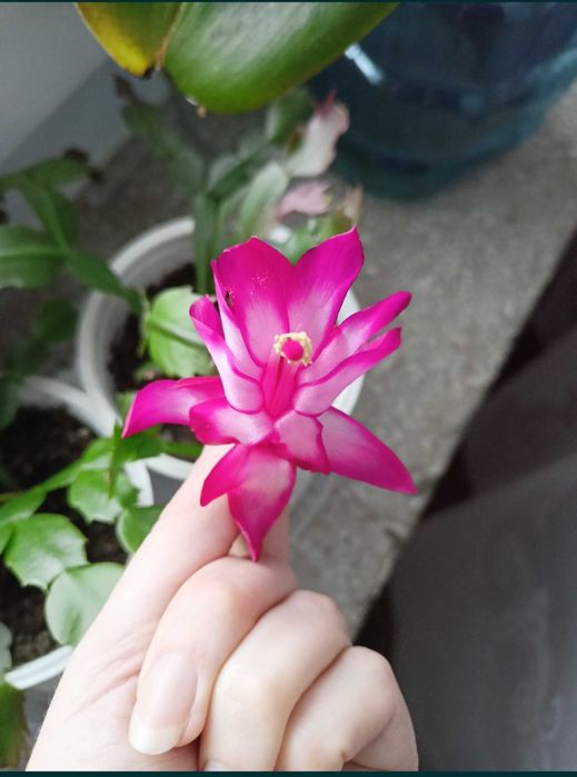 Kaktusy szlumbergera, grudniki, wielkanocniki