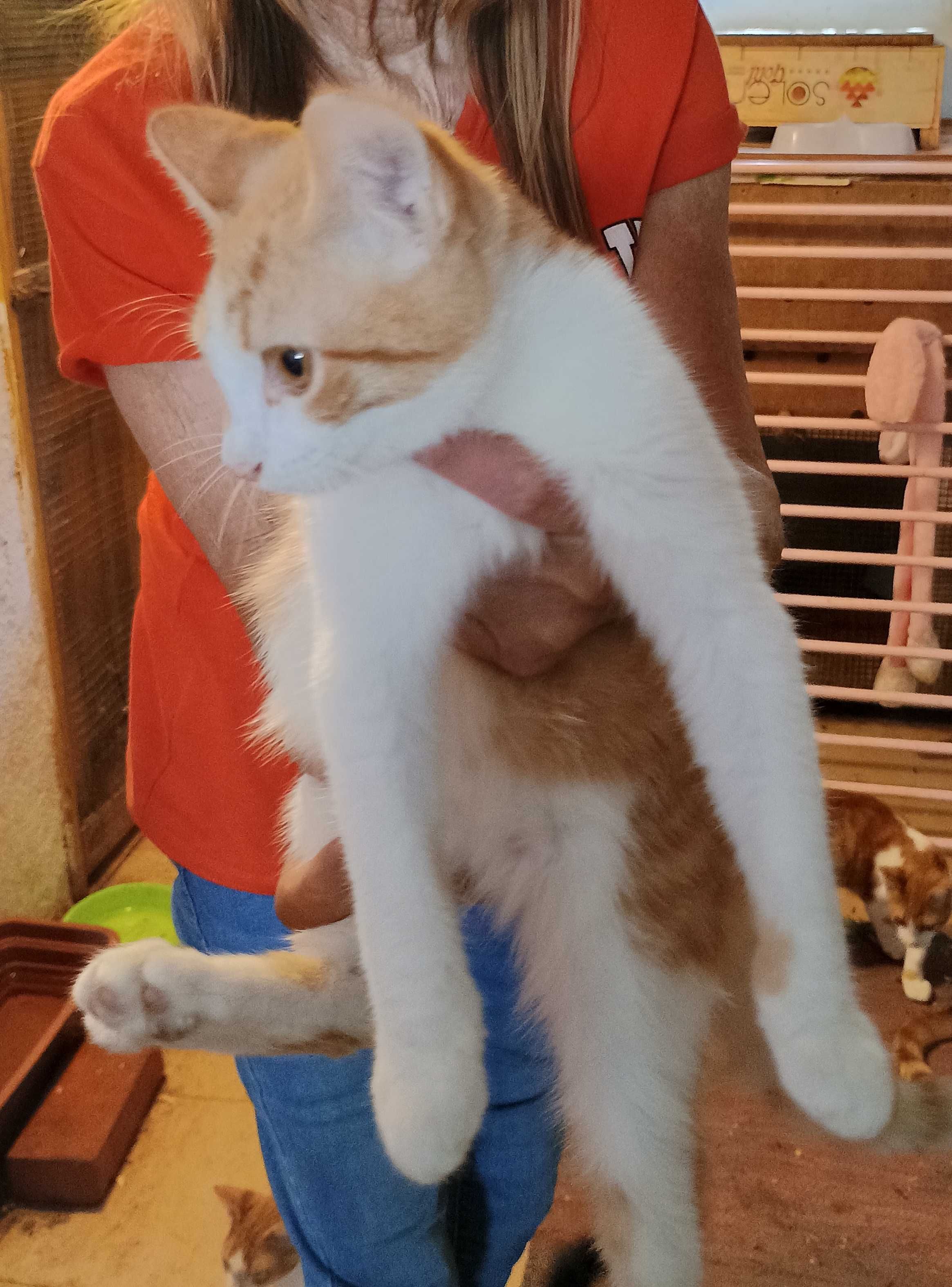 Gatinhos amarelos