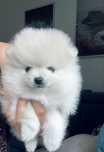 **Bossman**szpic miniaturowy, pomeranian