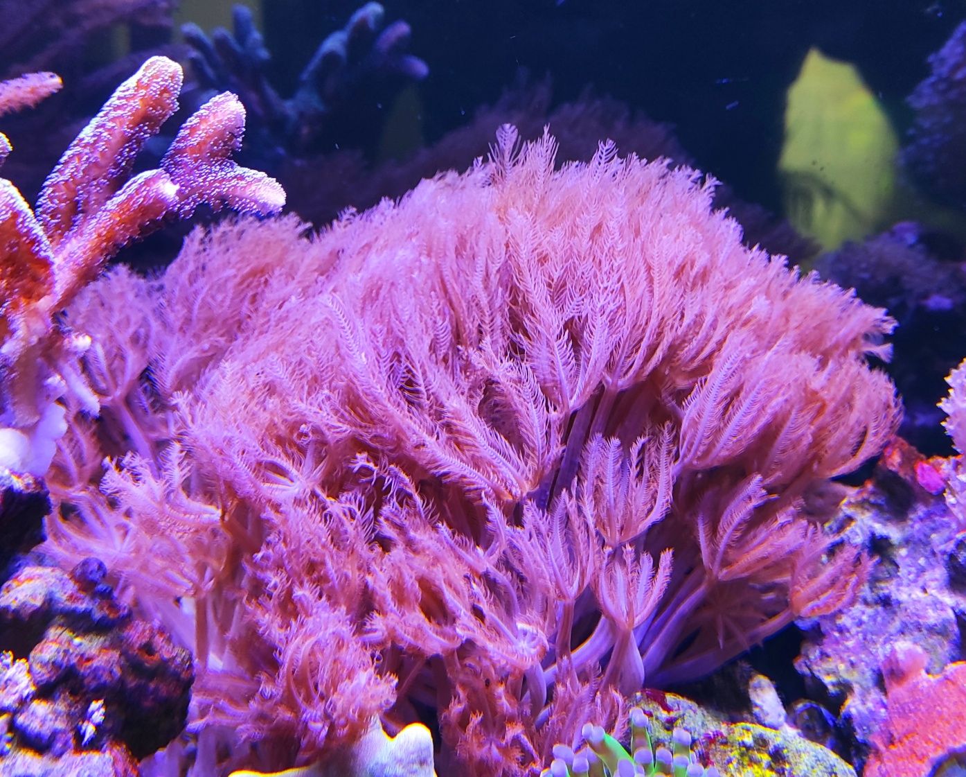 Szczepka Anthelia akwarium morskie koralowce dla poczatkujacych