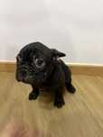Buldogue Francês macho tigrado escuro