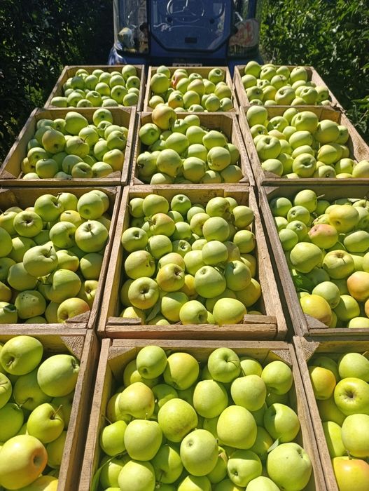 Продам яблука різних сортів