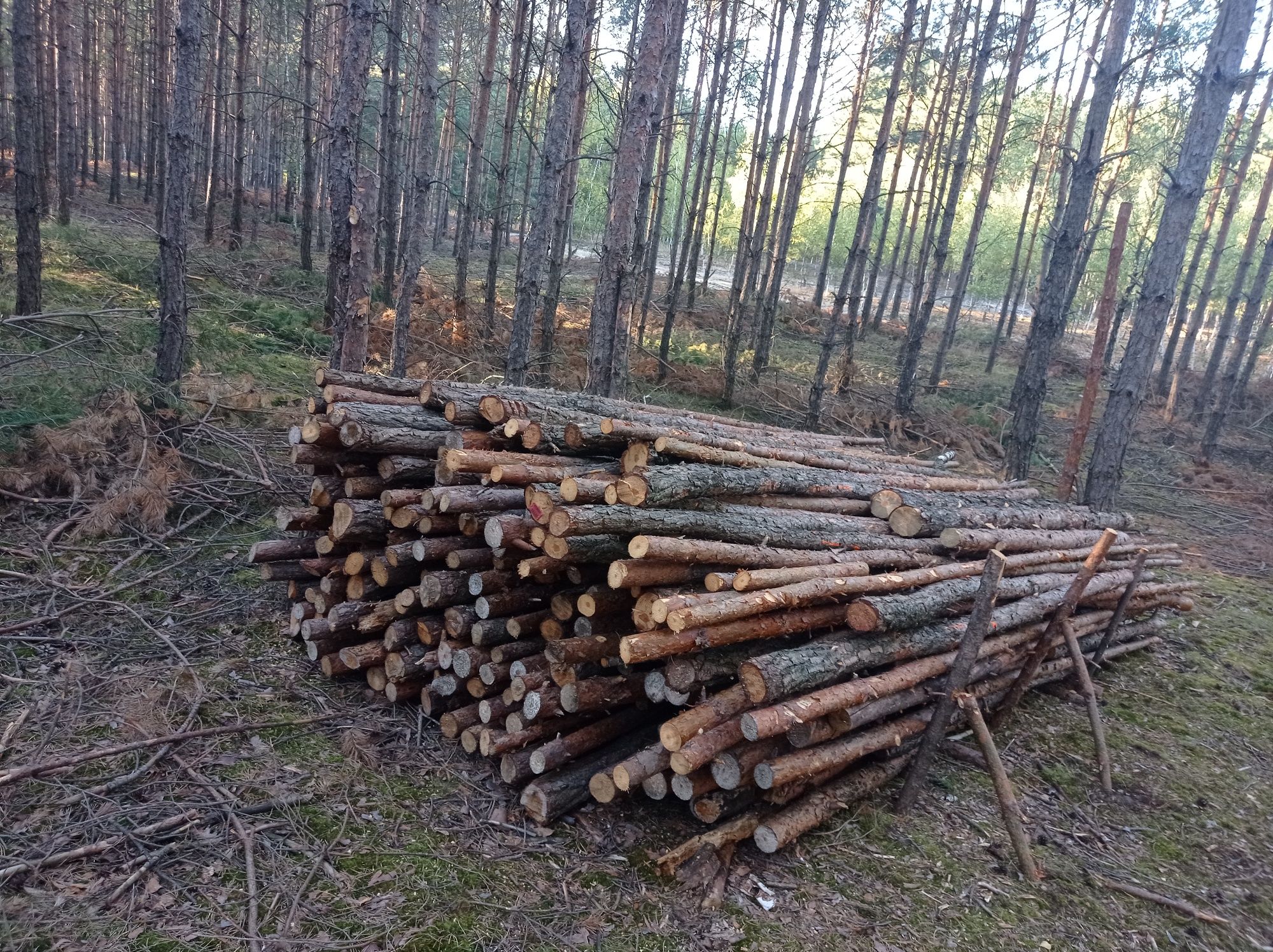 Drewno opałowe sosna