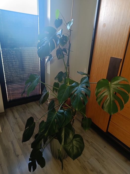 Monstera z doniczką