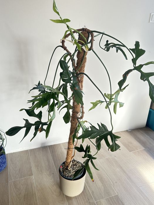 Duzy okaz Philodendron