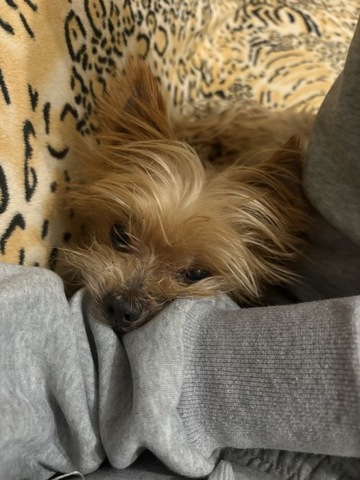 Бесплатно отдам собаку в хорошие руки