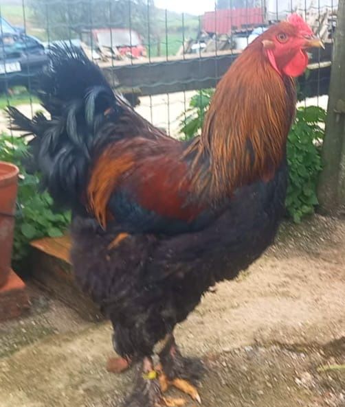 Brahmas Perdiz dourada e azul