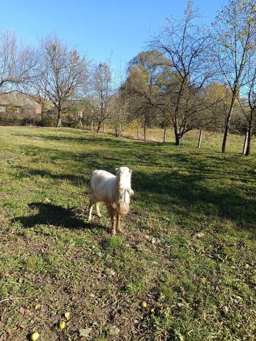 Продам козе ризни