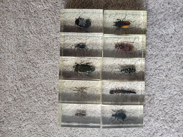 Набір жуків, комах в акрілі склі
