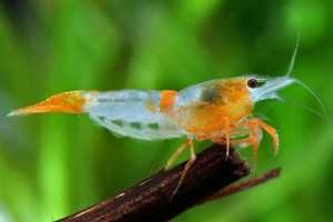 Krewetka ORANGE RILI - Neocaridina - Caridina - dowóz, wysyłka