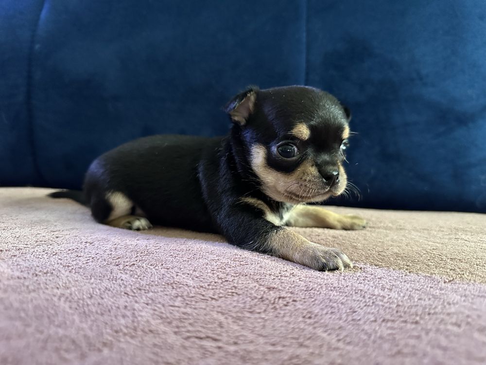 Chihuahua piesek szczeniak fci