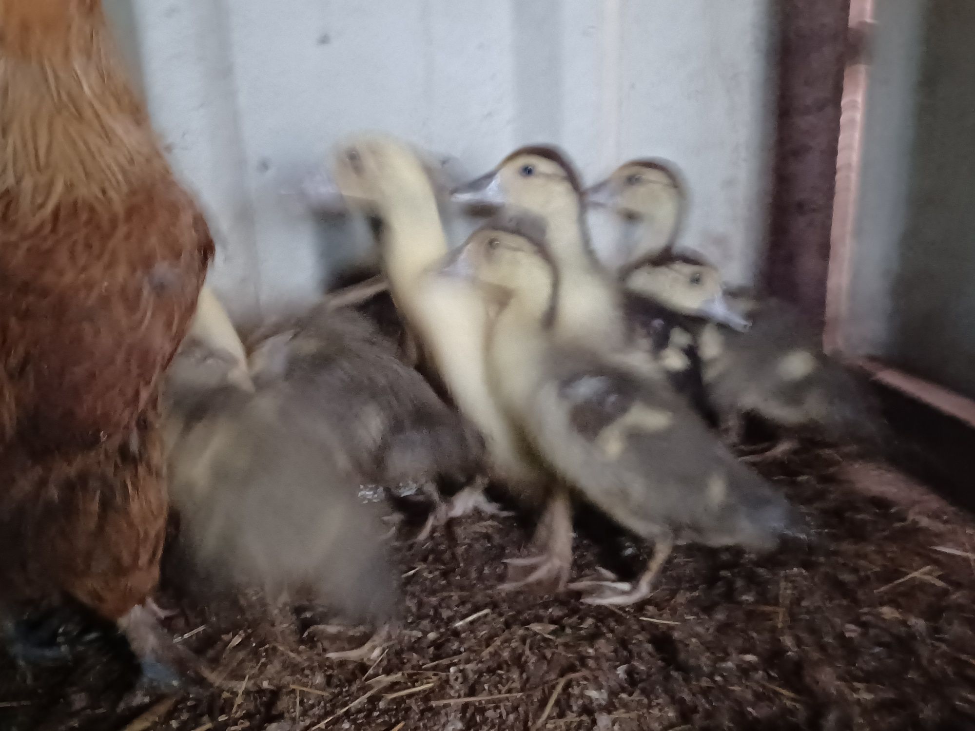 Aves de campo domesticas