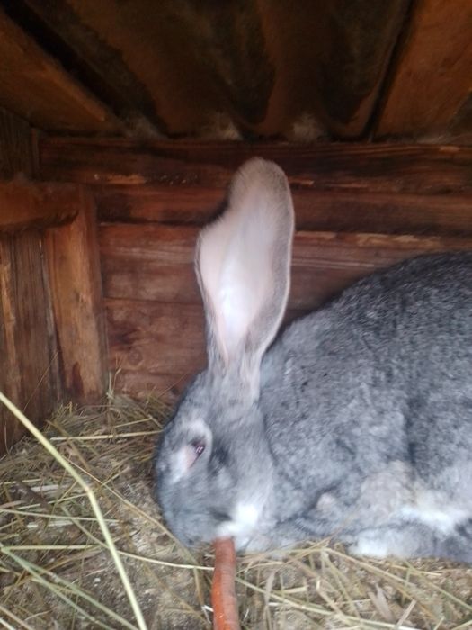 Бельгийский великан самец,рабочий