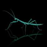 Patyczak Medauroidea extradentata blue L2-L3