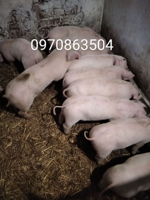 Поросята ландрас+петрен