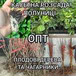 Касетна розсада полуниці Саджанці полуниці в касетах Саженцы клубники