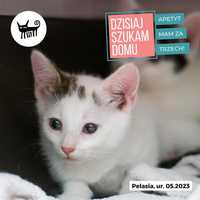 PELASIA - urocza koteczka do adopcji