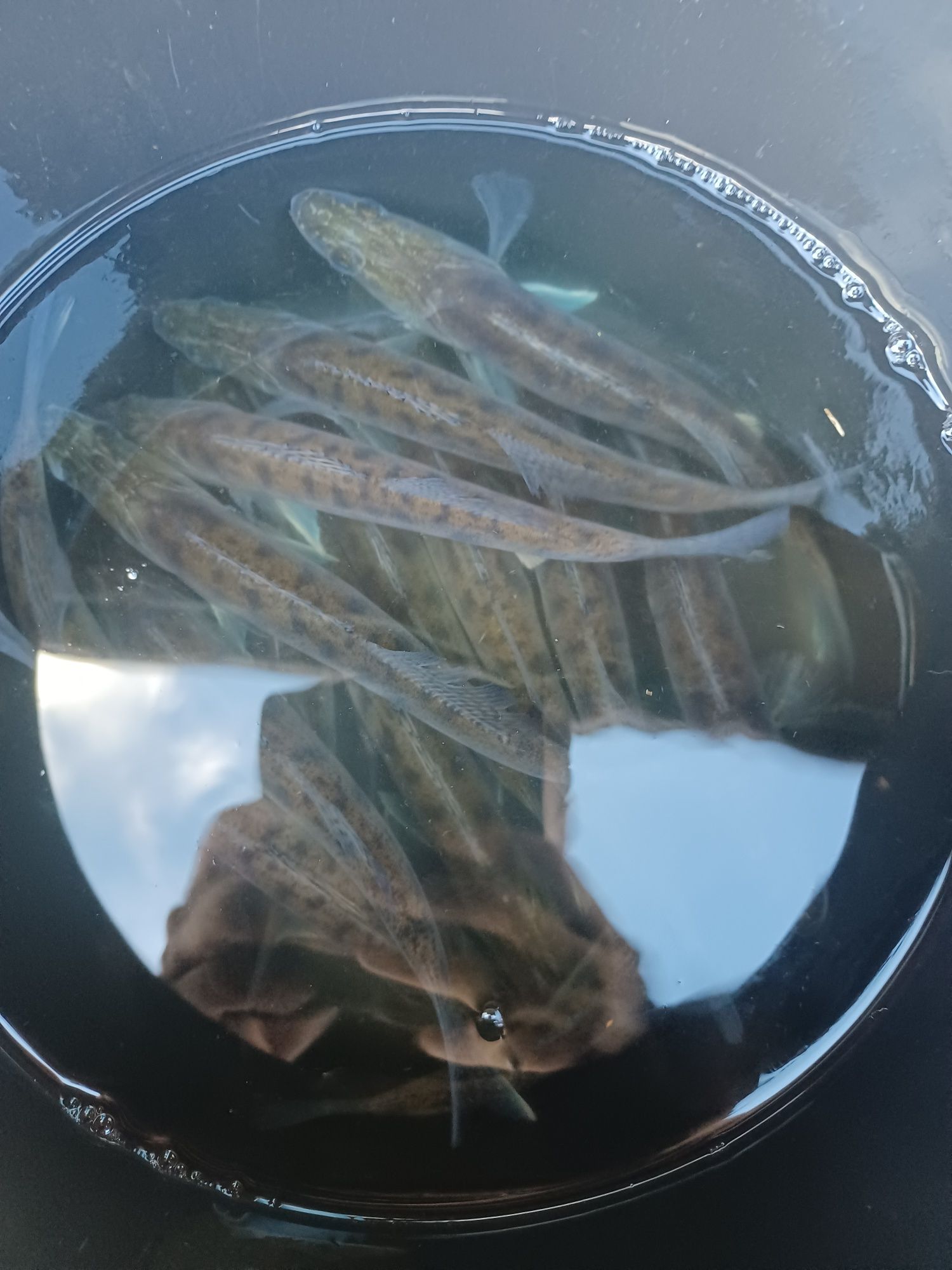 Sandacz 12-16cm . Lin ,Amur,Tołpyga,Karp.